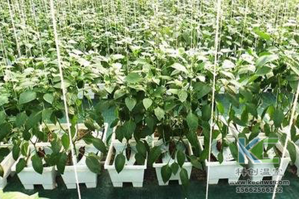 現(xiàn)代農(nóng)業(yè)生態(tài)，。無土栽培技術(shù)，無土栽培，溫室大棚