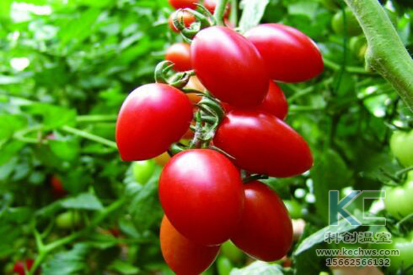 無土栽培，無土栽培技術，無土栽培設備