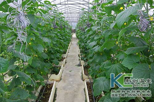 無(wú)土栽培，無(wú)土栽培技術(shù)，無(wú)土栽培設(shè)備