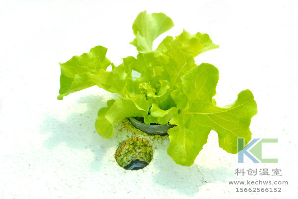 無土栽培,無土栽培技術,無土栽培設備