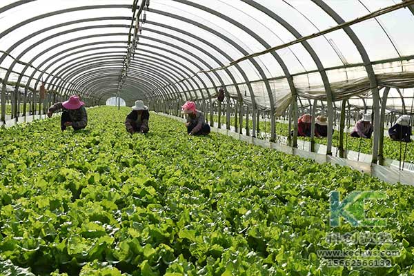 無土栽培，無土栽培技術