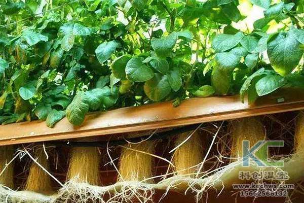 無土栽培，無土栽培技術，無土栽培設備