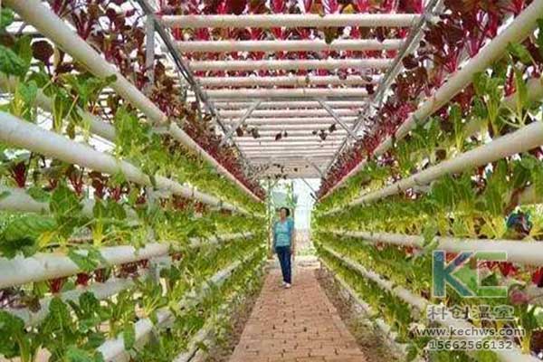無土栽培，無土栽培技術，無土栽培設備