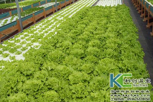 無土栽培,無土栽培技術(shù),無土栽培設(shè)備