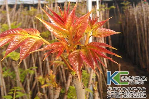 無土栽培,無土栽培技術(shù),無土栽培設(shè)備