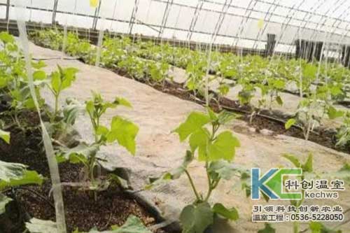 無(wú)土栽培，無(wú)土栽培技術(shù)，無(wú)土栽培設(shè)備