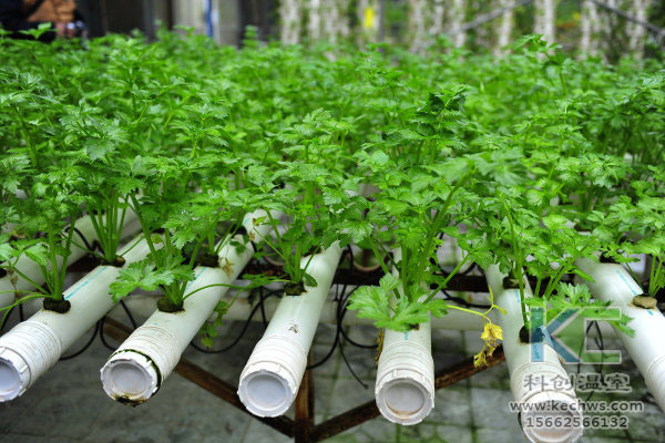有機生態型無土栽培，無土栽培技術，無土栽培設備，無土栽培