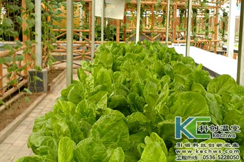 無土栽培,無土栽培技術(shù),無土栽培設(shè)備