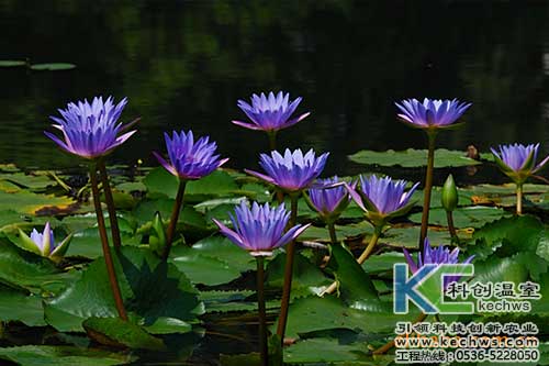 無土栽培，無土栽培技術，無土栽培設備