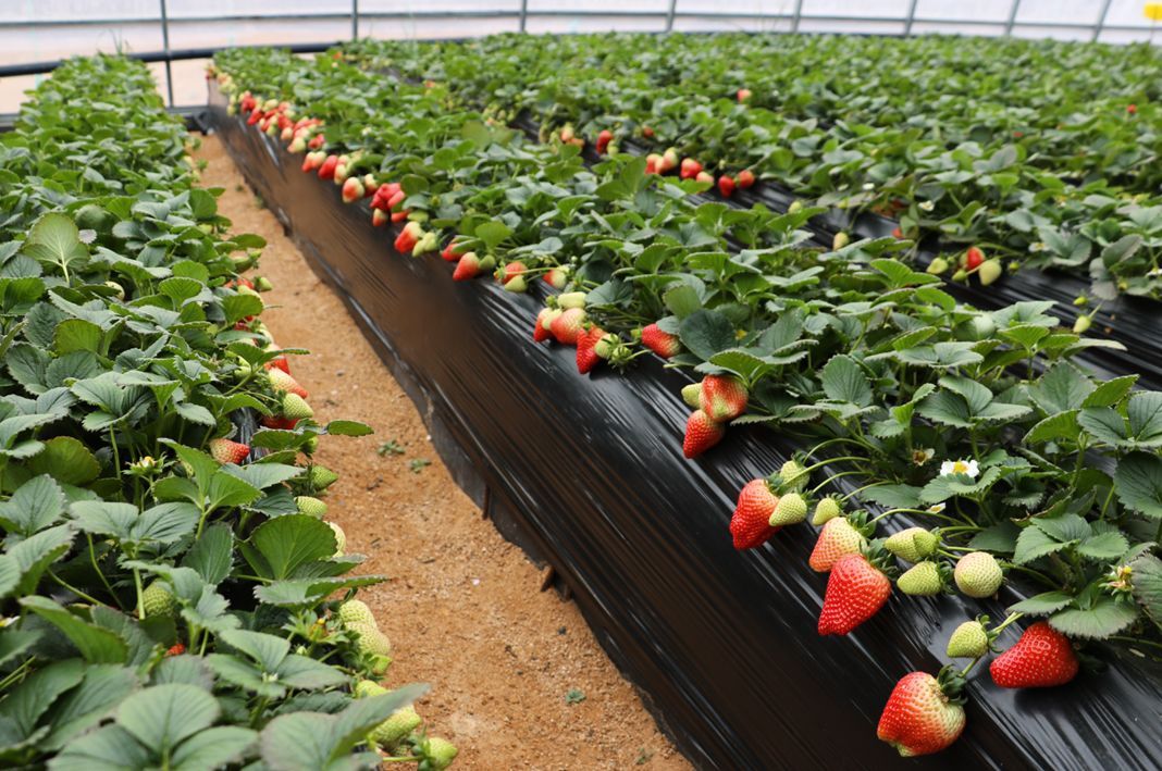 無土栽培，無土栽培技術，無土栽培設備