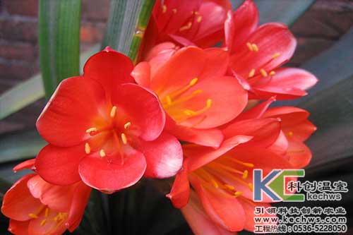 無土栽培，無土栽培技術，無土栽培設備