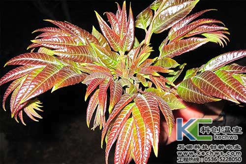 無土栽培,無土栽培技術(shù),無土栽培設(shè)備