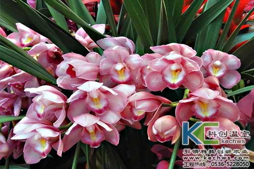 無土栽培，無土栽培技術，無土栽培設備