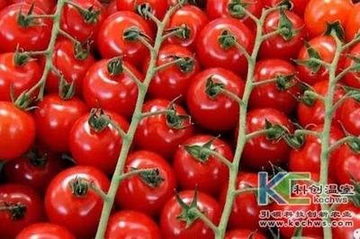 無(wú)土栽培技術(shù),無(wú)土栽培設(shè)備,無(wú)土栽培,溫室大棚