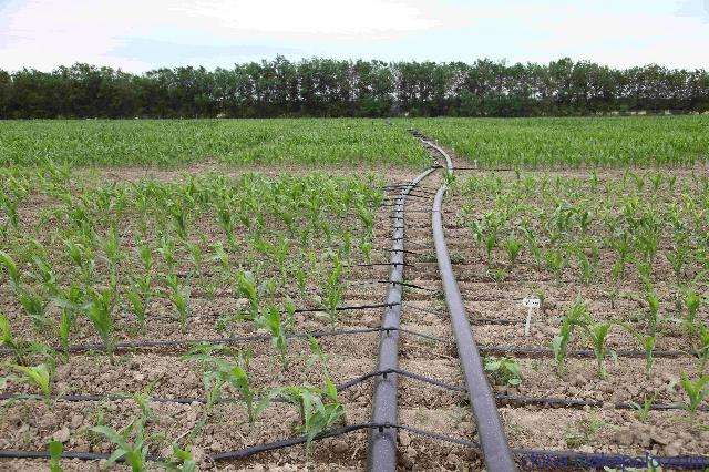 無土栽培，無土栽培技術，無土栽培設備