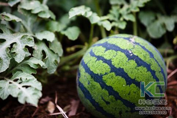 無土栽培，無土栽培技術，無土栽培設備