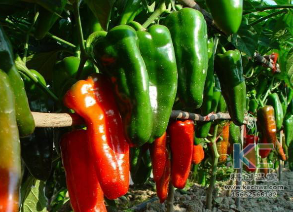 無(wú)土栽培，無(wú)土栽培技術(shù)，無(wú)土栽培設(shè)備