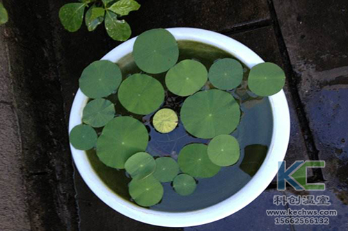 無土栽培，無土栽培技術，無土栽培設備