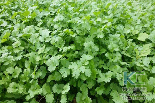 無土栽培，無土栽培技術，無土栽培設備