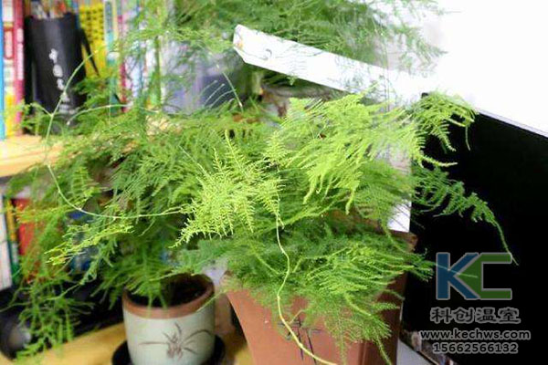 無(wú)土栽培，無(wú)土栽培技術(shù)，無(wú)土栽培設(shè)備