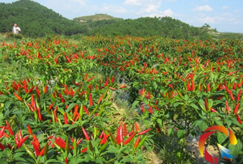 無土栽培，無土栽培技術(shù)，無土栽培設(shè)備