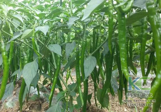 無(wú)土栽培，無(wú)土栽培技術(shù)，無(wú)土栽培設(shè)備