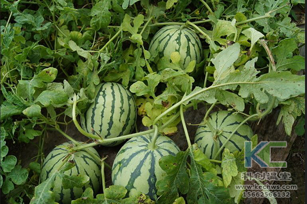 無土栽培，無土栽培技術，無土栽培設備
