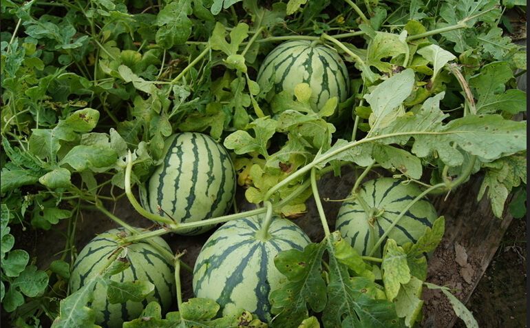 無土栽培，無土栽培技術，無土栽培設備