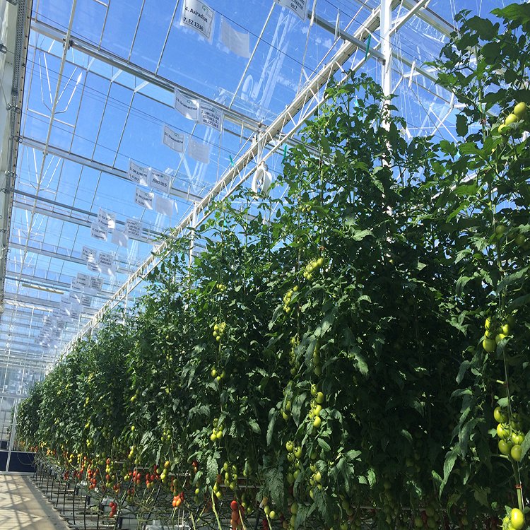 無土栽培，無土栽培技術，無土栽培設備