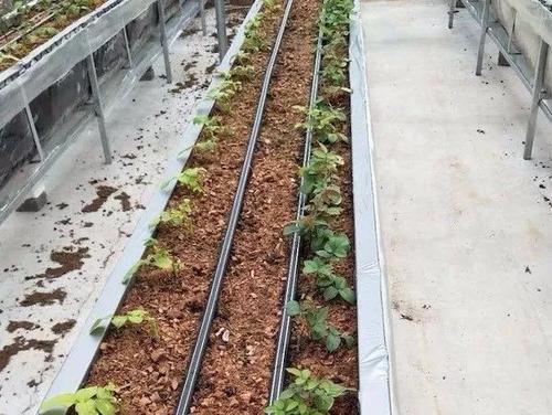 無土栽培，無土栽培技術(shù)，無土栽培設(shè)備