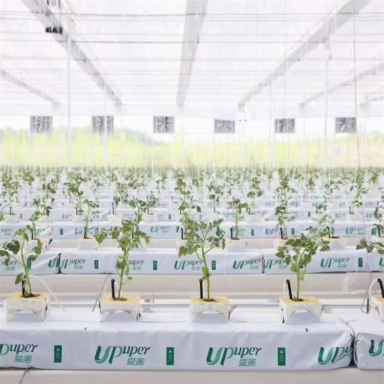無土栽培,無土栽培技術(shù),無土栽培設(shè)備