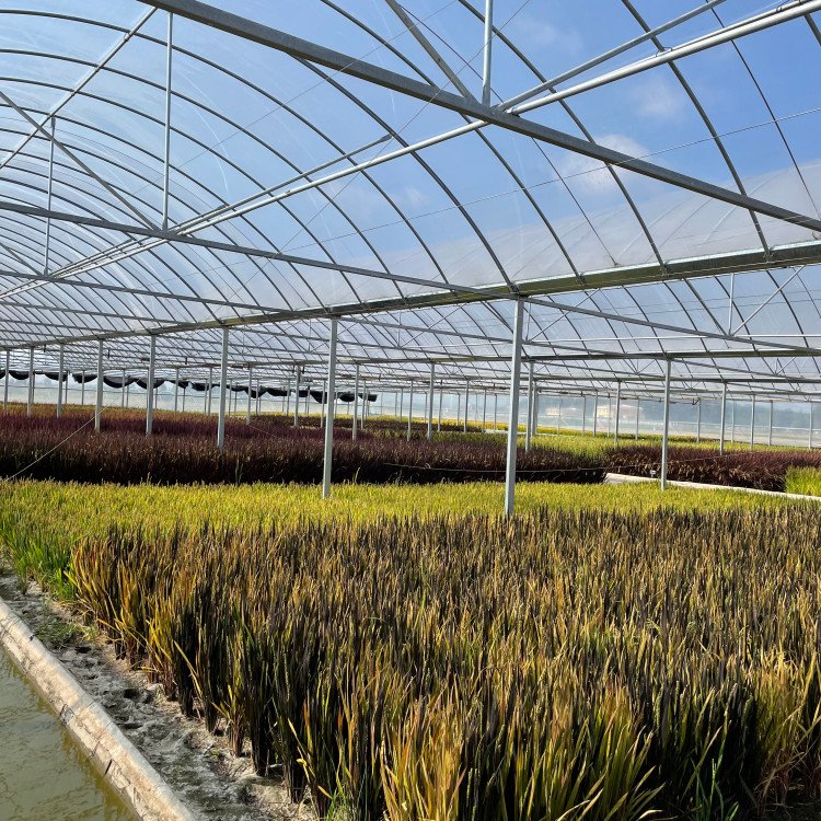 無土栽培，無土栽培技術，無土栽培設備