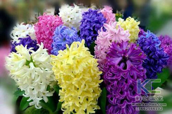 無土栽培，無土栽培技術，無土栽培設備