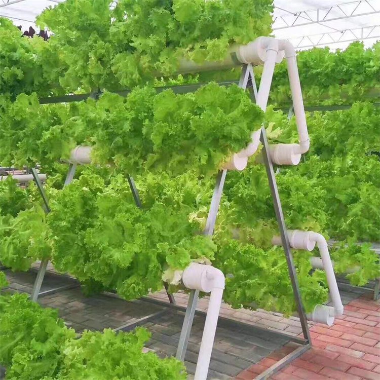 無土栽培,無土栽培技術(shù),無土栽培設(shè)備