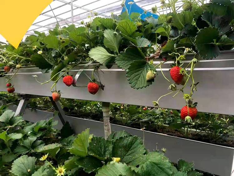 無土栽培，無土栽培技術，無土栽培設備