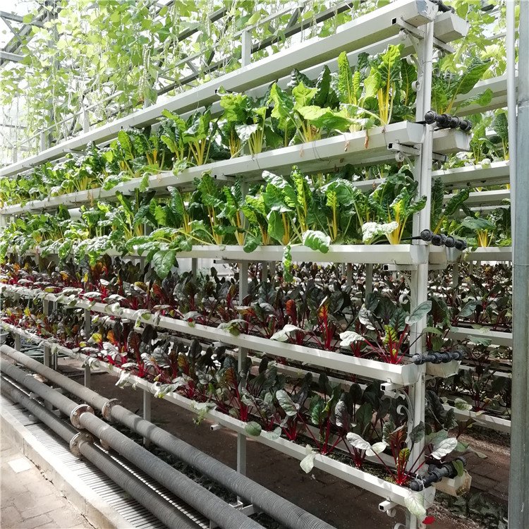 無土栽培，無土栽培技術，無土栽培設備