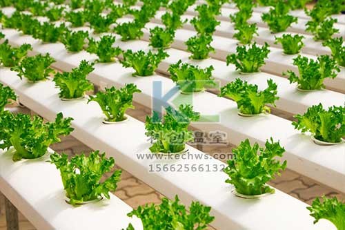 無土栽培,無土栽培技術,無土栽培設備