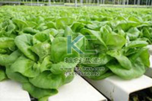 無土栽培,無土栽培技術,無土栽培設備