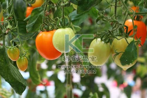 無(wú)土栽培，無(wú)土栽培技術(shù)，無(wú)土栽培設(shè)備