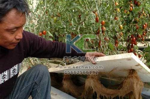 無土栽培，無土栽培技術，無土栽培設備