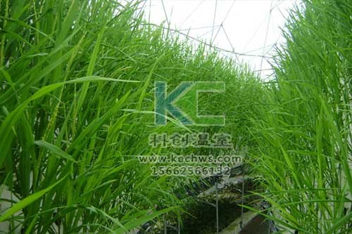 無土栽培，無土栽培技術(shù)，無土栽培設(shè)備