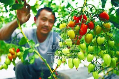 無土栽培，無土栽培技術，無土栽培設備