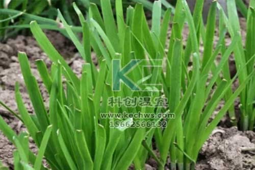 無土栽培，無土栽培技術(shù)，無土栽培設(shè)備