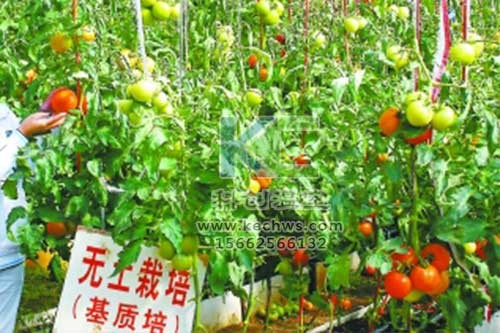 無(wú)土栽培，無(wú)土栽培技術(shù)，無(wú)土栽培設(shè)備