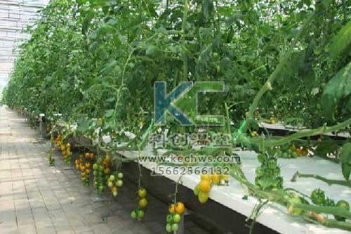 無土栽培，無土栽培技術，無土栽培設備