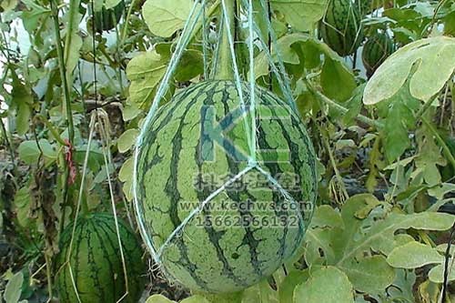 無土栽培，無土栽培技術(shù)，無土栽培設(shè)備