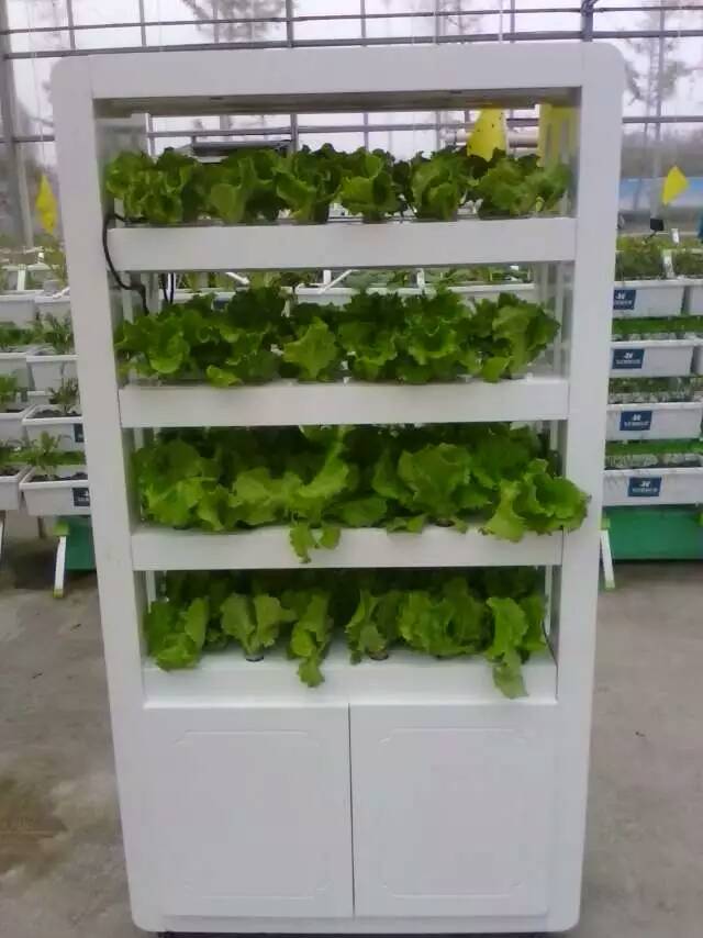 無土栽培，無土栽培技術，無土栽培設備