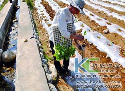 無土栽培，無土栽培技術(shù)，無土栽培設(shè)備